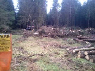 b592846ad1-Billeder-Foto Skov-Bodil 7.JPG-for-web-normal.jpg